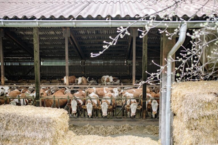 supplier of livestock feed
