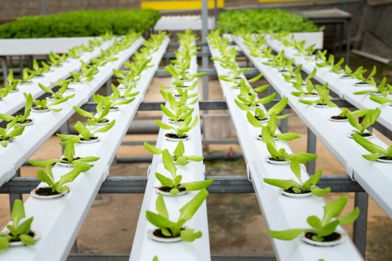 aquaponics kit