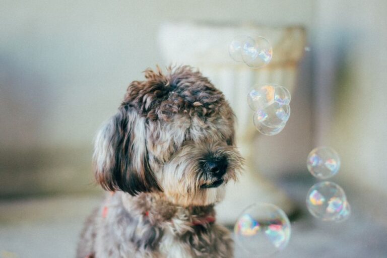peluquería canina cerca