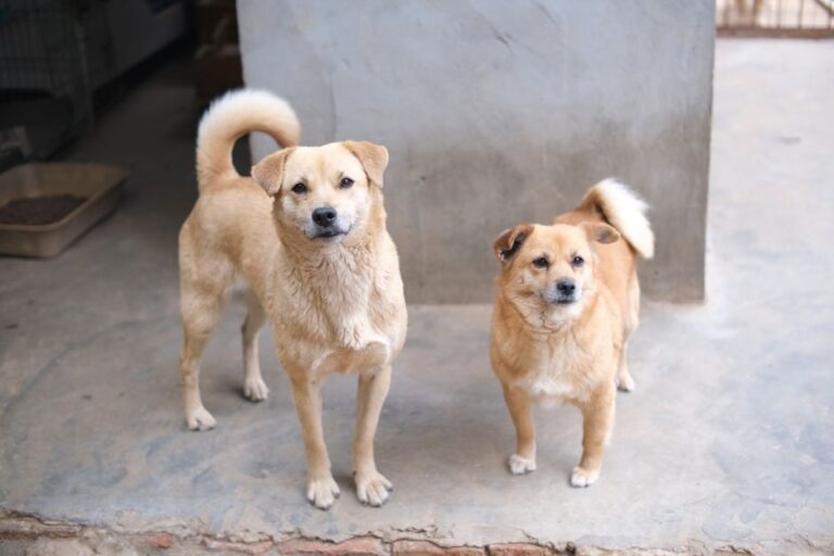 criador cachorros cerca
