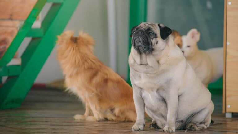 犬の保育園